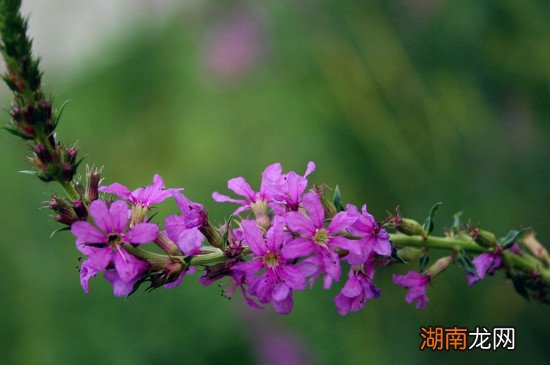 千屈菜是挺水植物吗