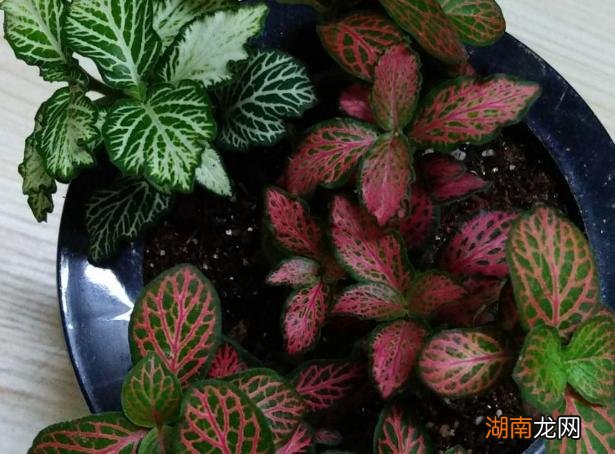 几种花卉植物就是如此神奇的盆栽，可以让新手们越养越上瘾