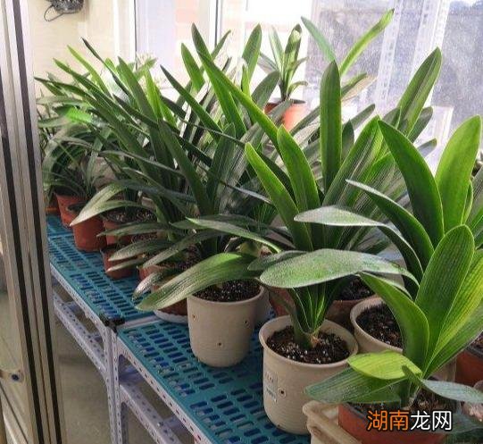 几种花卉植物就是如此神奇的盆栽，可以让新手们越养越上瘾