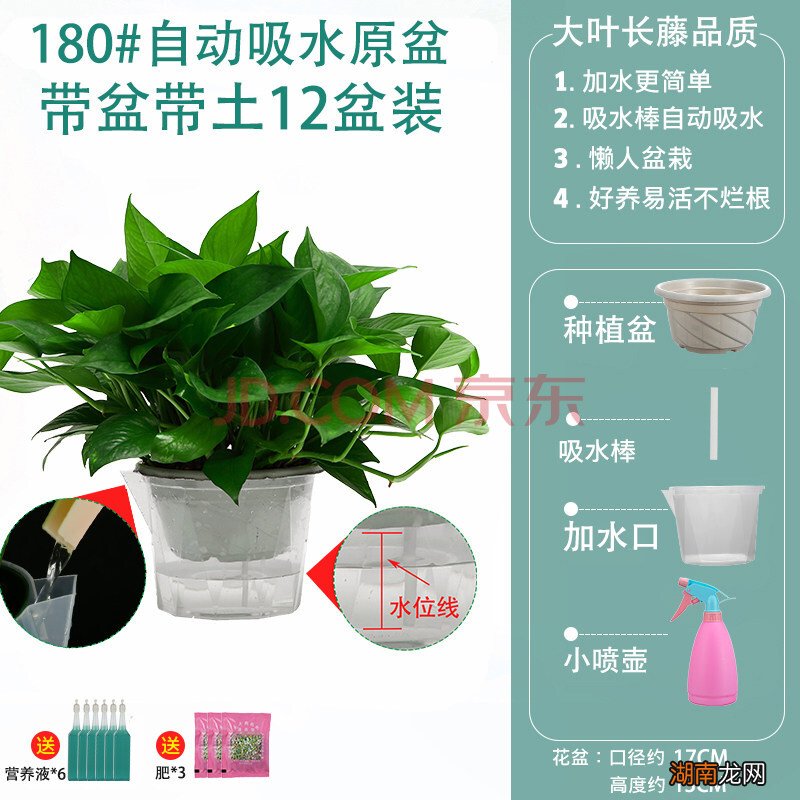 秋天观察的植物作文100字_大型观叶植物_大型食肉植物