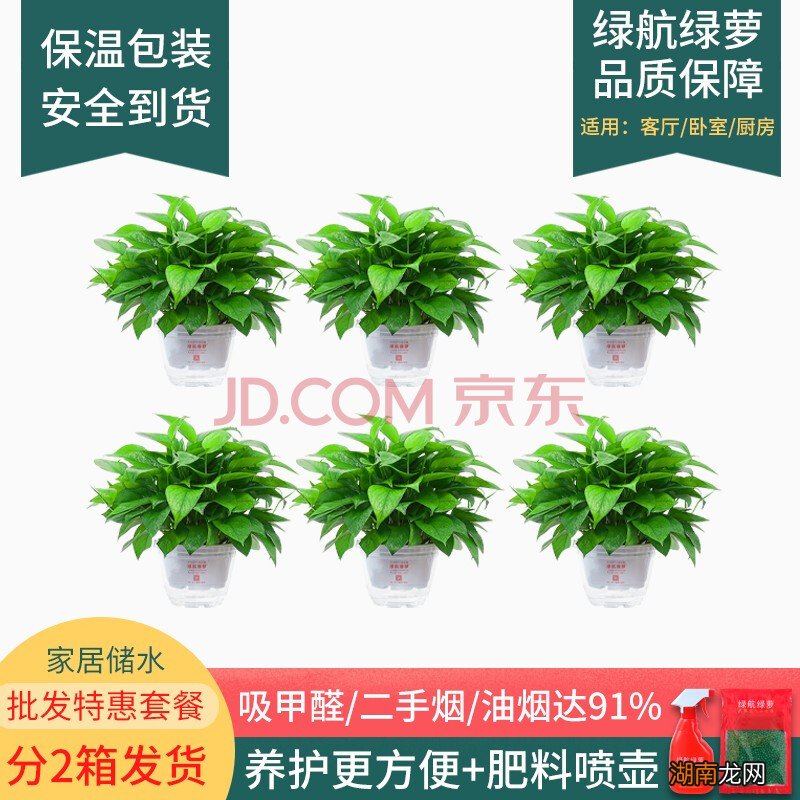 大型食肉植物_秋天观察的植物作文100字_大型观叶植物