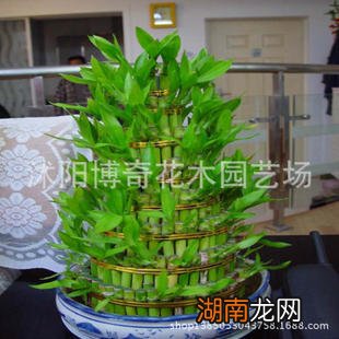 水生大型植物_水生空心菜种植视频_水生植物怎么种植