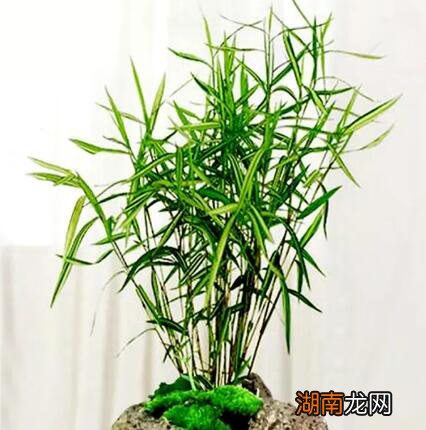 水生大型植物_水生植物怎么种植_水生空心菜种植视频