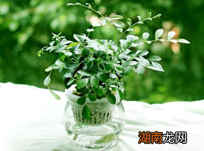 水培木本植物很受宠，是业态新趋势