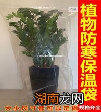 观叶植物冬季养护方法_冬季君子兰养护_园林绿化苗木冬季养护措施