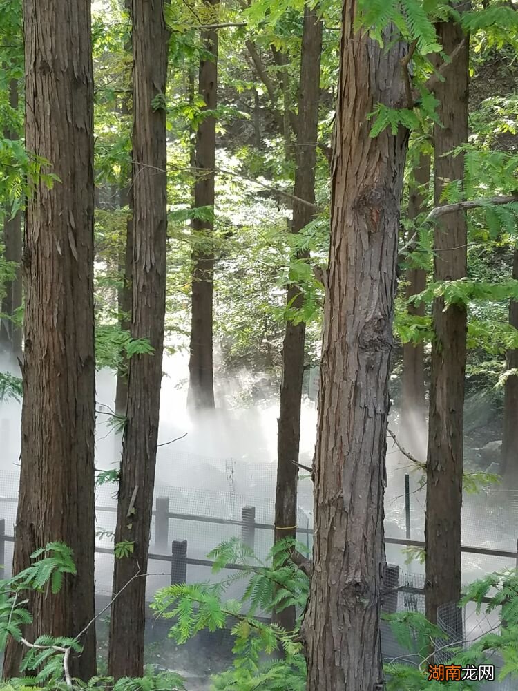 植物活化石是泠杉树吗_活化石的植物_鬼是一棵矮杉树主要内容