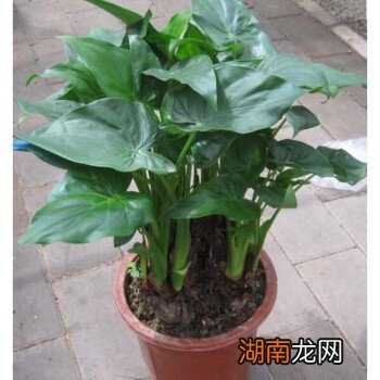 好养的室内植物_植物红绣球适合室内养吗_室内养什么植物好风水