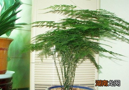 室内养什么植物好？室内植物怎么养护