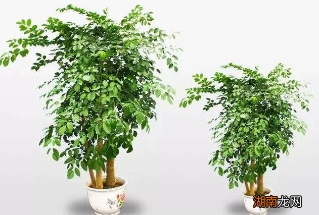 家里寓意最美好的8种植物，养着让室内有了生机