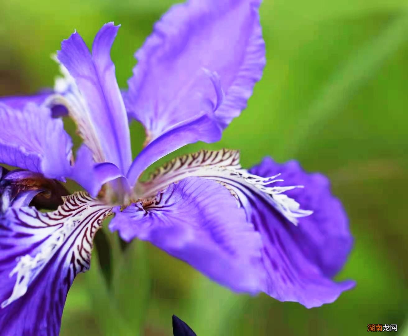 鸢尾科有哪些花卉_西班牙鸢尾 宿根花卉_德国鸢尾 荷兰鸢尾