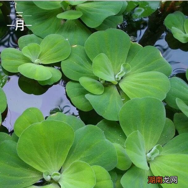 水生观赏动物_观赏水生植物_杜鹃花属植物多是世界著名观赏树种