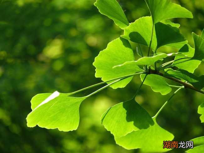 植物大战僵尸2冰冻生菜 细胞活化_植物活化石是泠杉树吗_植物活化石是泠杉树吗