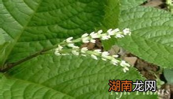 荨麻草治荨麻疹_荨麻草功效_荨麻草的花