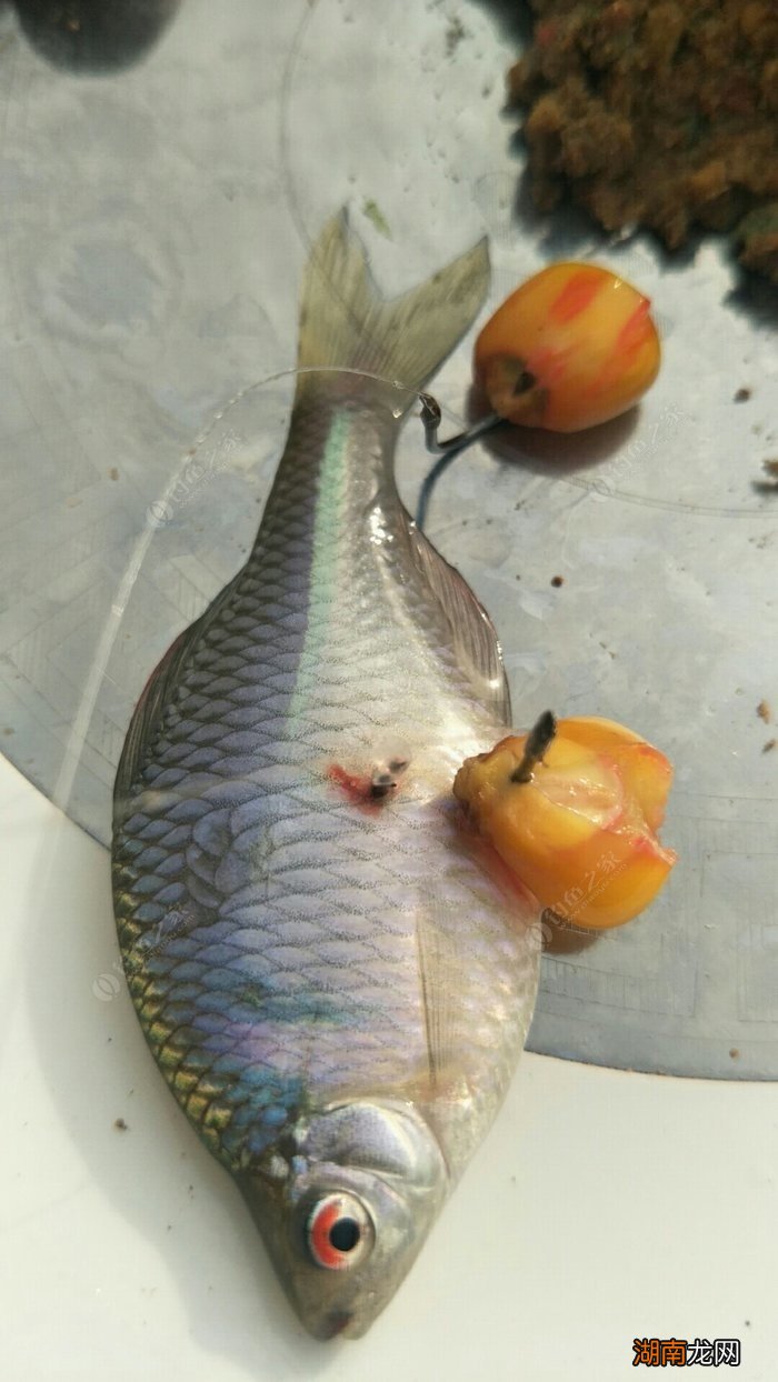 怎么样才能钓到大的野生鲤鱼_钓野生鲤鱼的最佳饵料_野生鲤鱼钓法