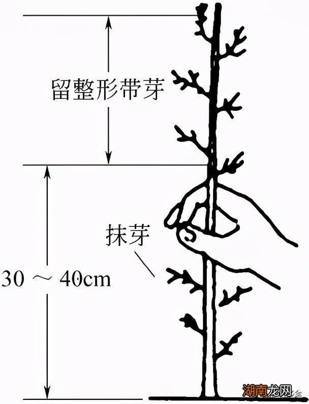 树金桔放家里用有毒性吗_家里放金桔树有什么用_金桔树放在室内好不好