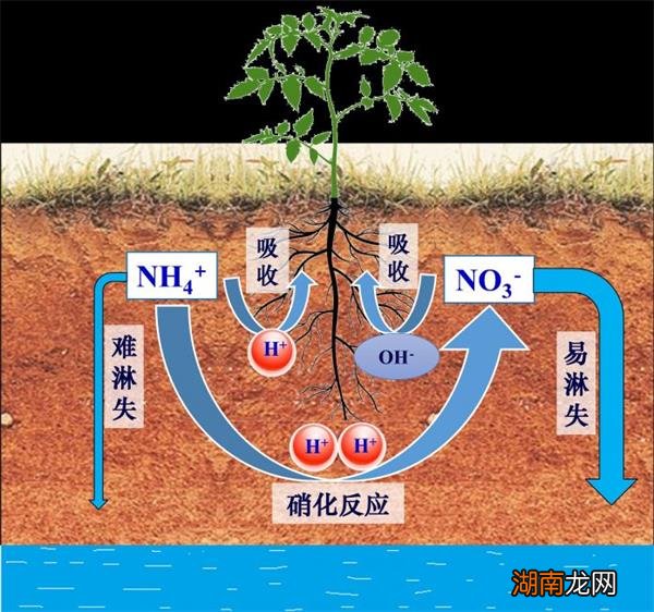 硝酸磷肥是什么肥料_硝酸磷肥_硝酸磷肥的含量及作用