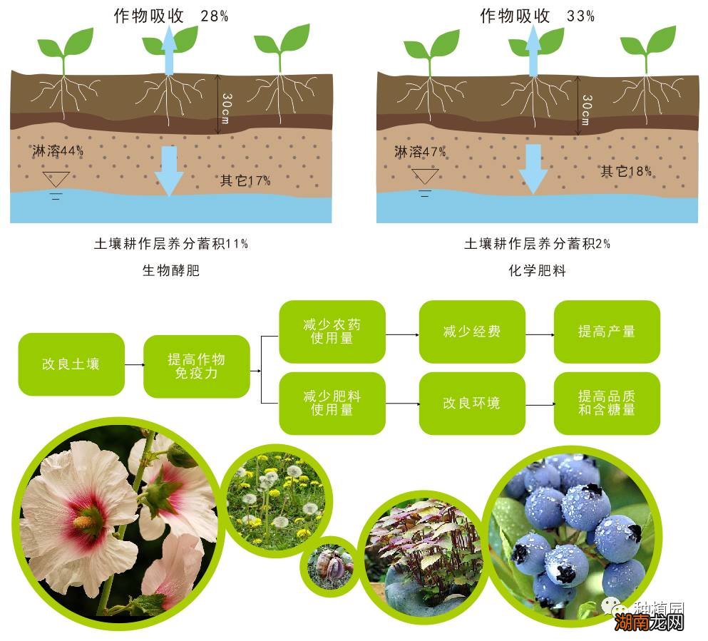 硝酸磷肥_硝酸磷肥的含量及作用_硝酸磷肥是什么肥料