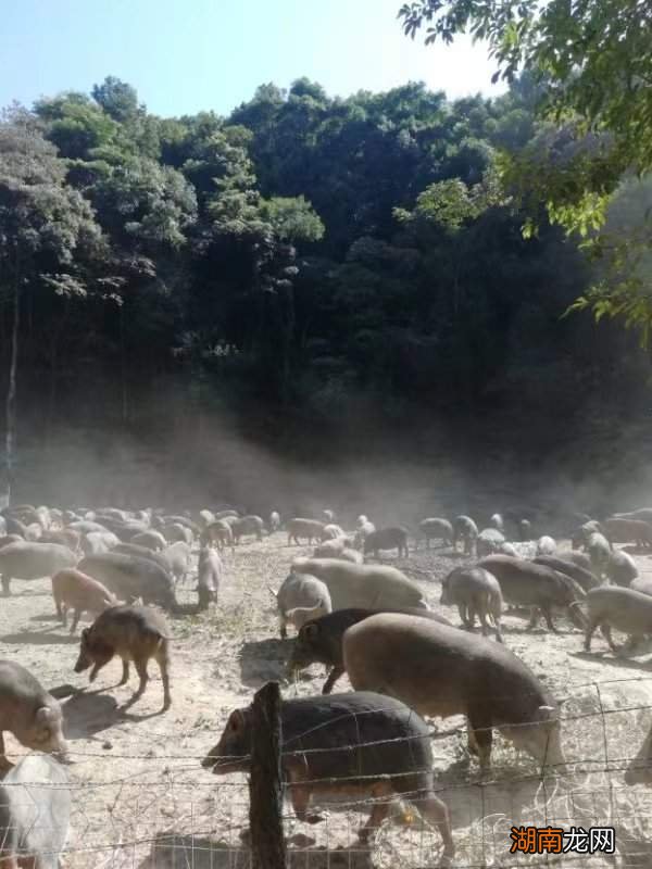 散养野猪为山建材图片_野猪养殖场设计图_野猪舍怎么建