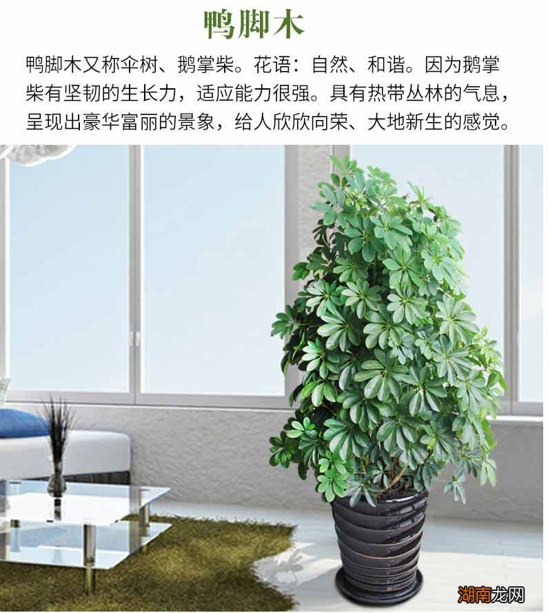 甲醛植物方法好去掉吗_甲醛植物方法好去除吗_去甲醛最好的方法植物