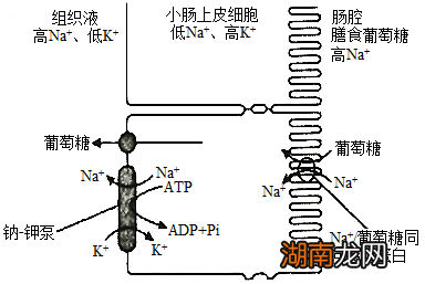 硝酸钾：记忆力的奇迹？