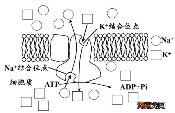 硝酸钾是钾盐吗_钾硝酸盐_硝酸钾是什么