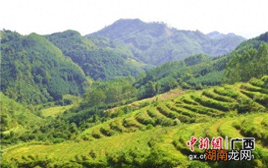 种植基地白芨图片_中药材白芨种植基地_白芨种植基地