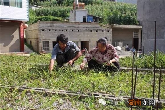 悦乐镇青林村营盘村民小组种植白芨长势喜人