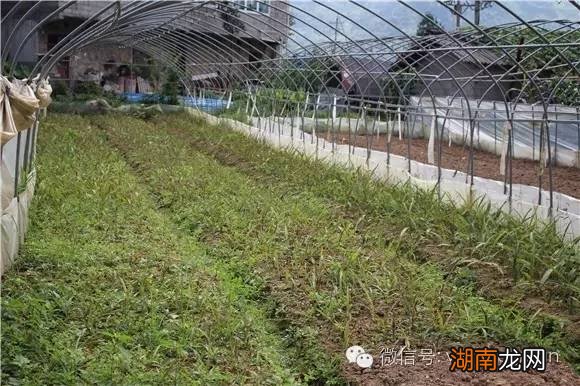 种植白芨_白芨的种植前景和种植效益_白芨种植基地