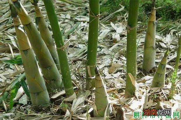 鱼缸养什么鱼好养_水族箱养什么鱼最好养_琵琶鱼适合多少温度养