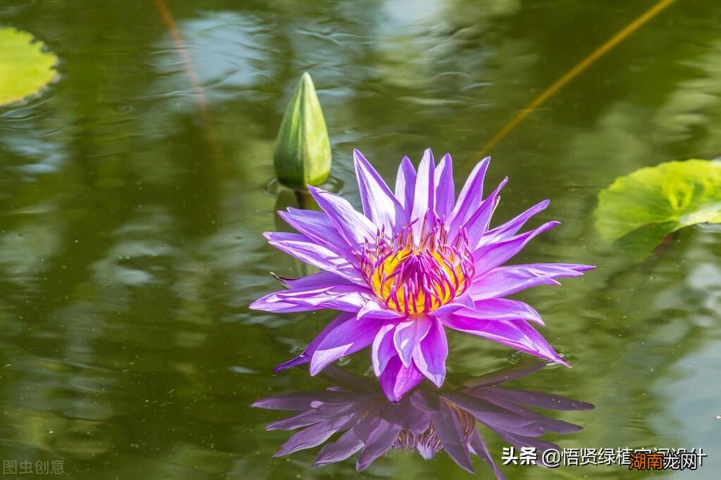 普通泥土可以种荷花吗_普通泥土可以种多肉吗_不需要泥土栽培的荷花