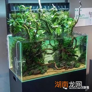 买的黑壳虾入缸前要消毒么_新买的黑壳虾入缸注意什么_鱼缸黑壳虾爆缸怎么办