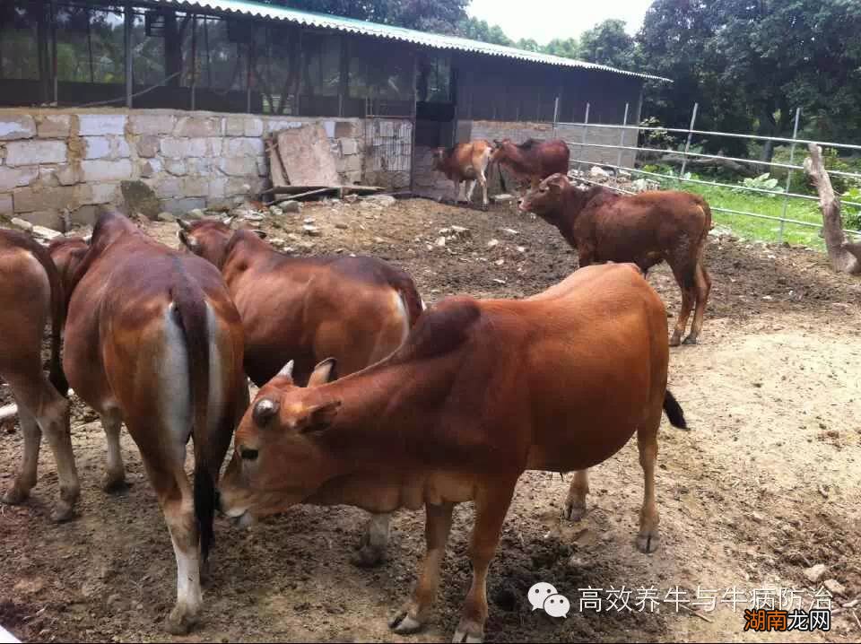 木炭粉的主要成分_木炭粉在植物上的作用_木炭粉利用