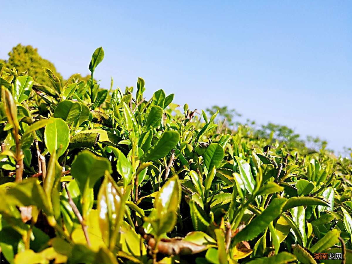 茶叶芽素树打好催芽吗_茶叶芽素树打好催芽多久_打茶叶树芽用什么催芽素最好