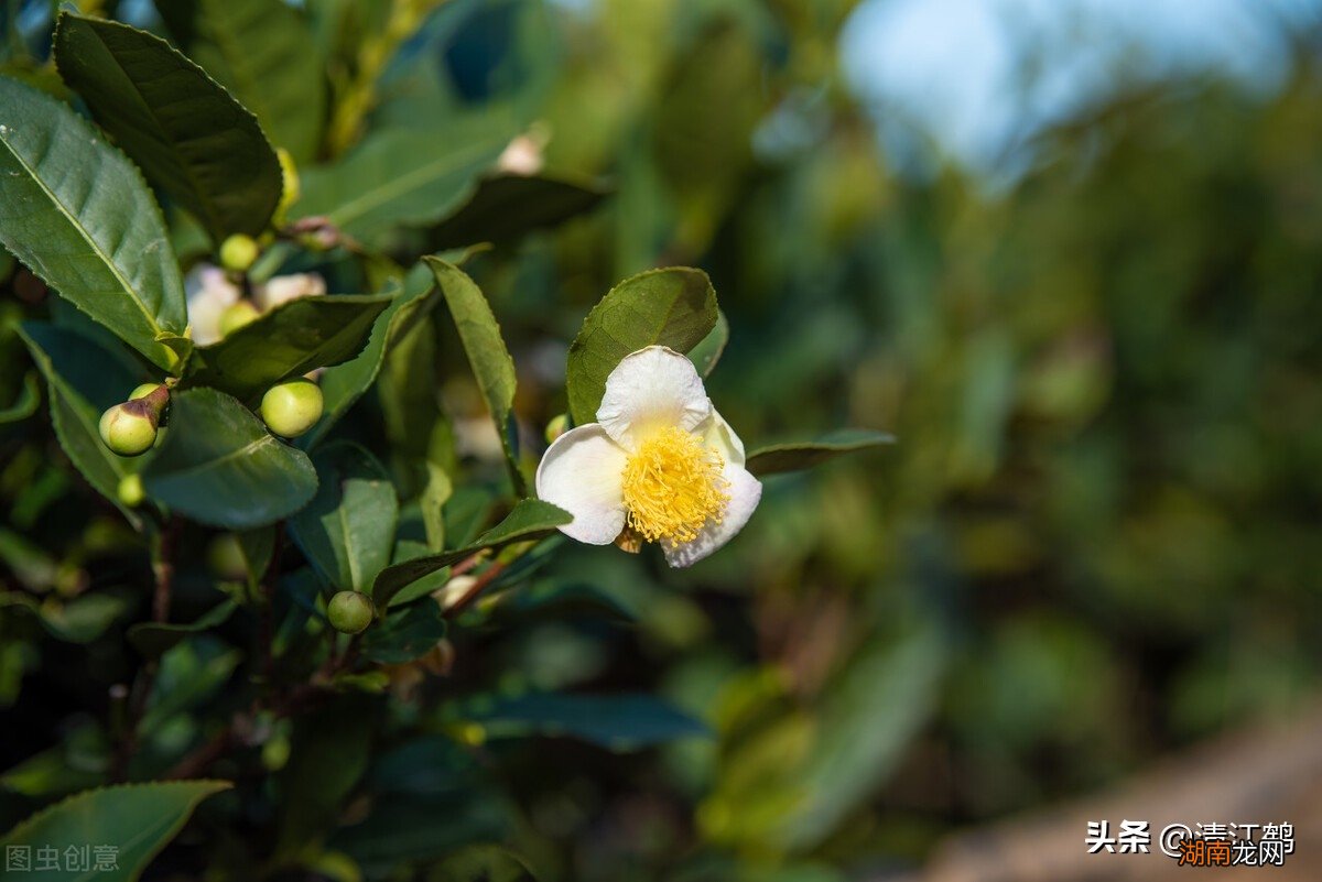 打茶叶树芽用什么催芽素最好_茶叶芽素树打好催芽吗_茶叶芽素树打好催芽多久