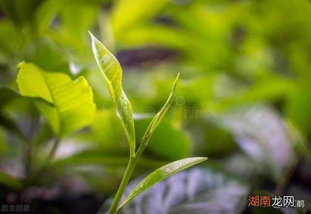 打茶叶树芽用什么催芽素最好_茶叶芽素树打好催芽吗_茶叶芽素树打好催芽多久