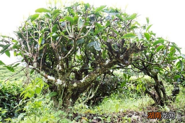 打茶叶树芽用什么催芽素最好_茶叶芽素树打好催芽吗_茶叶芽素树打好催芽多久