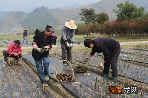 无花果奶浆果的药用价值有哪些？怎么吃才好？